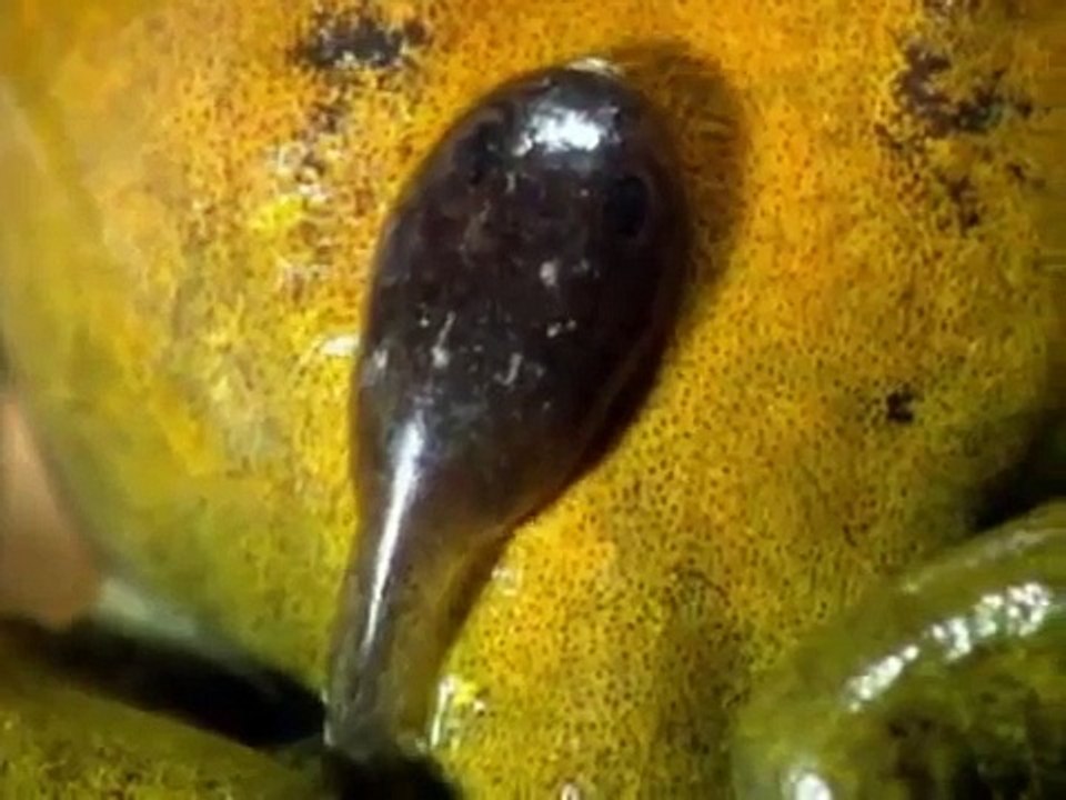 CURIOSIDADES ANIMALES