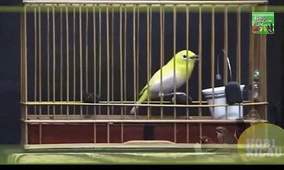 Pleci Jepang - Zosterops Japan | Super Ngalas