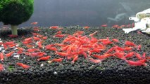 Cherry / Sakura / High Grade Sakura Shrimp Tank