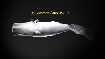 The Bloop: A Fox Network Conspiracy