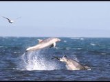 Bottlenose dolphins