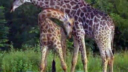 Gay Giraffe Dance