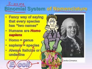 Classification (IB Biology)