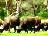 National Geographic Animals 2015 New Vanishing Pools Of The Zambezi Nature Full Documentary HD