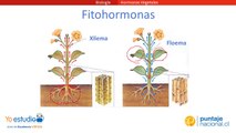 Hormonas Vegetales