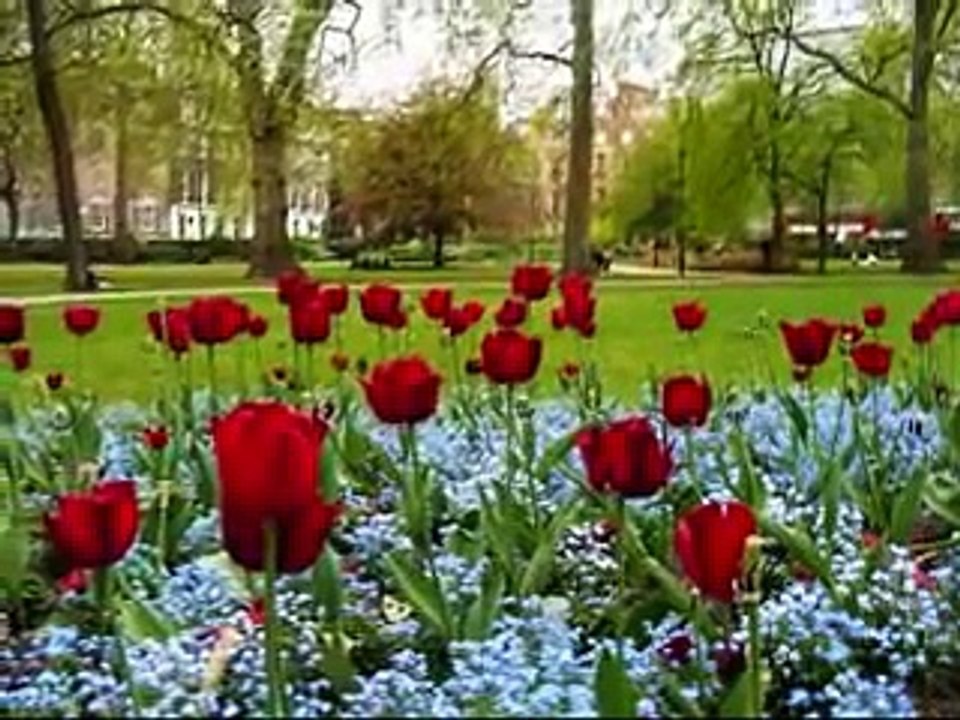 JARDIN DE ROSAS - ANNETTE MORENO + LETRAS