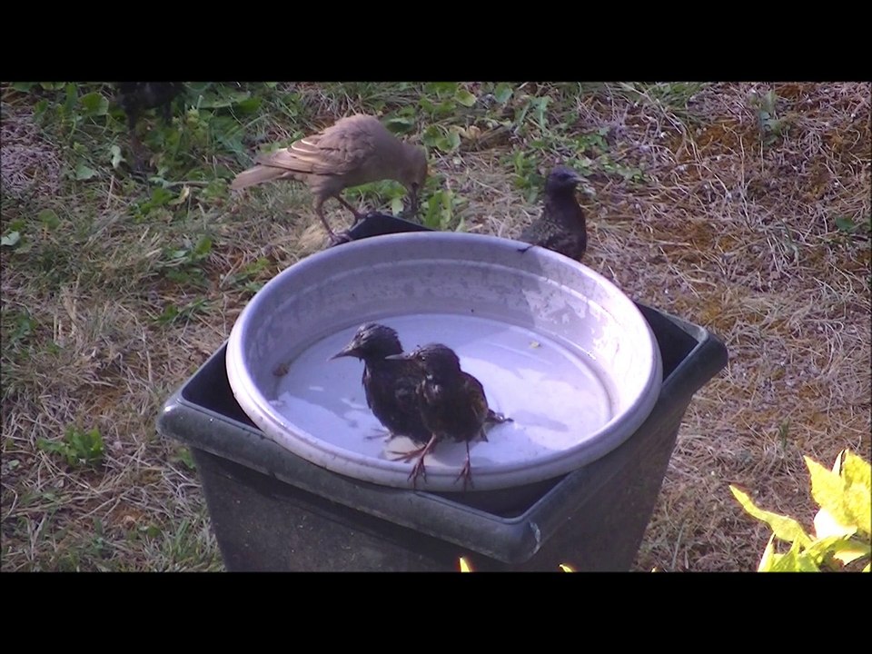 Bain dynamique et agressif d'étourneaux sansonnets