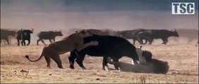 Batalla de Leones y Bufalos Parque Kruger
