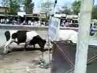 BULL FIGHT IN LUDHIANA PUNJAB INDIA