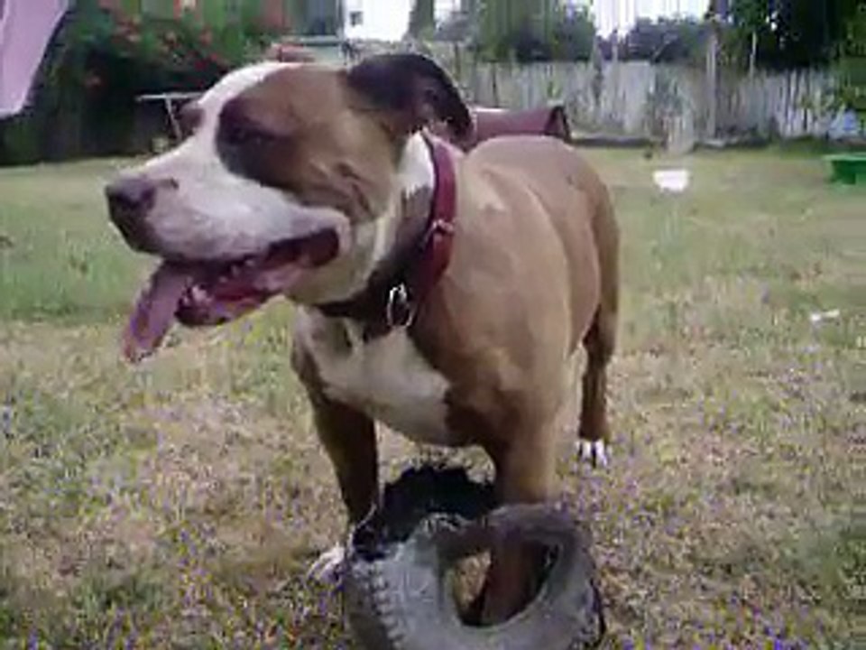 Dozer