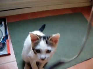 私のペット  -  子猫と犬 (My pets - Sansa & Curro)