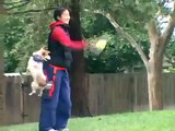Dog Heeling: Happy Jack Russell Terrier (JRT) Heels for Toy | drsophiayin.com