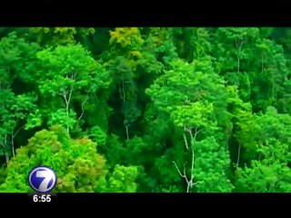 Según especialistas	 carbono neutralidad solo se alcanzará construyendo con madera