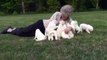 Great Pyrenees Puppies.mpg