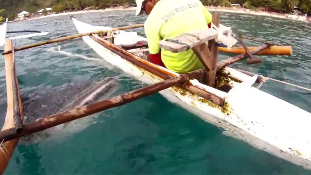 Oslob Whale Sharks HD - Fishermen hand-feeding huge whale sharks