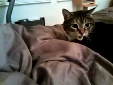 cat growling and hissing very loudly protecting hair tie