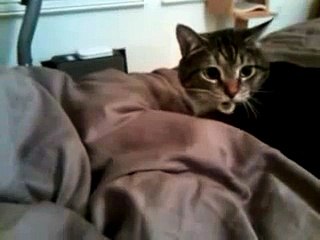 cat growling and hissing very loudly protecting hair tie