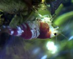 Crystal Red Shrimp 003 - After 30 Days