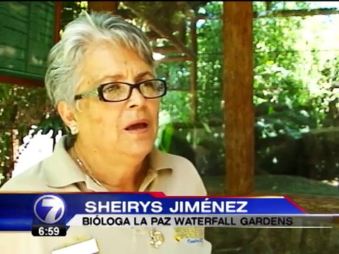 Primeros pumas nacidos en cautiverio están listos para recibir visitas