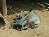 Piglets chomping on their mother