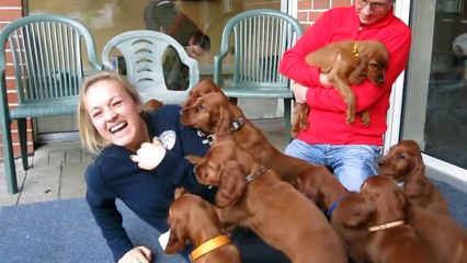 Irish Setter Welpen (Puppys)