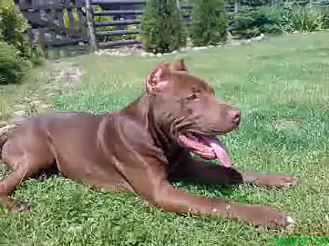LOGAN Pit Bull Red Nose WRZ