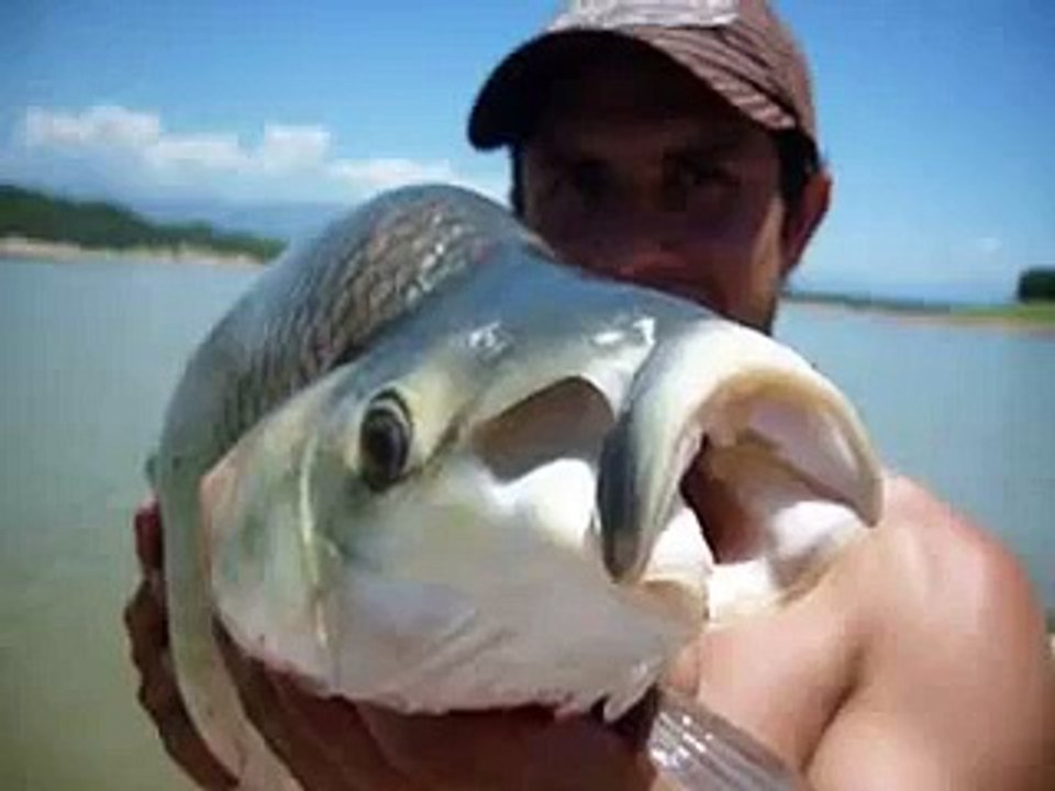 pesca de sabalo y dorado en el cadillal tucuman argentina - fhising sabalo and dorados in argentine