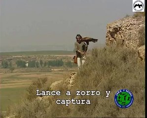 Caza de zorro con Aguila Real (Spain)