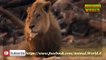 Full Documentaries National Geographic Lion vs Hippo   Animal documentaries   Lions Documentary mp4