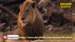 Full Documentaries National Geographic Lion vs Hippo   Animal documentaries   Lions Documentary mp4