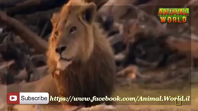 Full Documentaries National Geographic Lion vs Hippo Animal documentaries Lions Documentary mp4