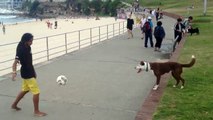 Funny Animal Videos   Dog Plays Soccer   Funny Dog Videos   Best Funny Animals Compilation