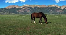 Mythic Creatures | Denver Museum of Nature & Science | Unicorn in the Wild