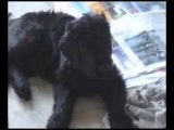 Black russian Terrier Puppies
