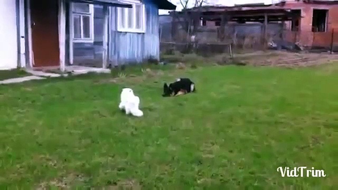 Cat Attacks dog compilation funny