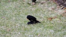 Revierkampf zwischen zwei Amseln Turdus merula (Territorial fight between two Common Blackbirds)