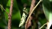 Enter the Mantis: The Praying Mantis Trailer