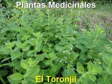 Plantas Medicinales   remedios caseros para dolor de muelas