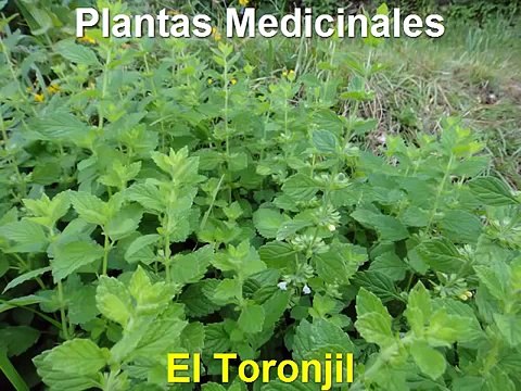 Plantas Medicinales remedios caseros para dolor de muelas