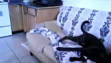 Bad Dog caught on camera(peeing on couch)