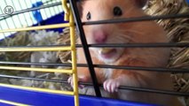 Hamster sooo cute ! Mrs. EMMA the HAMSTER (42) funny animal 