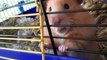 Hamster sooo cute ! Mrs. EMMA the HAMSTER (42) funny animal 