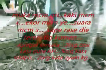 ayam hutan...pikat pelik