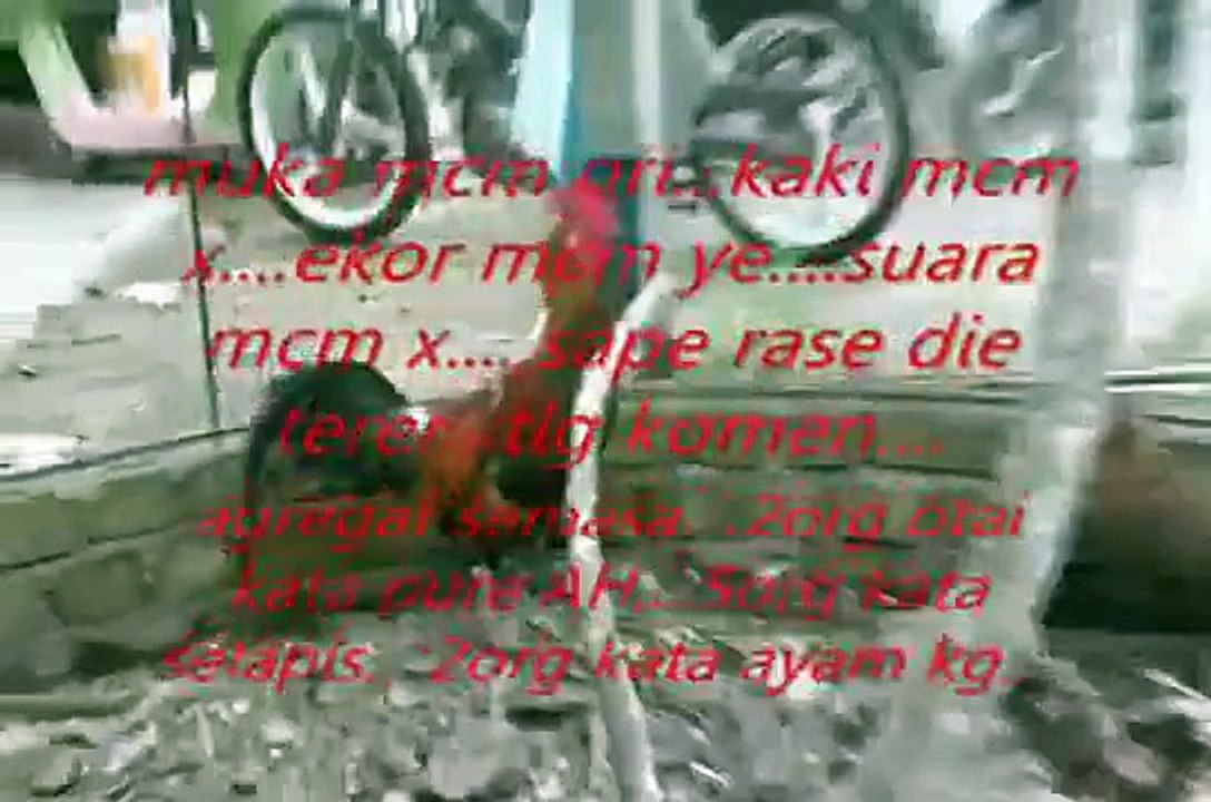 ayam hutan...pikat pelik