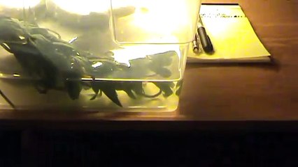 Tadpoles Hatching! Reptile Room and More!