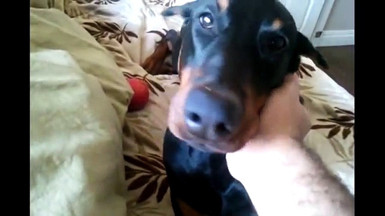 Cute Doberman Talking