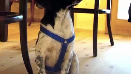 I miei due cani che giocano:Pantoufle e LeRoi