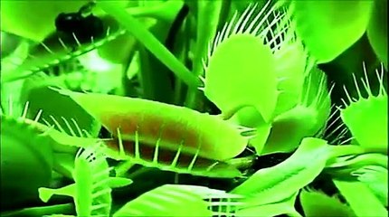 Video de relajación guiada