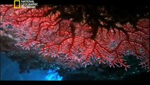 أسرار الحاجز المرجاني العظيم