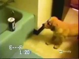 humour gags compilation chiens